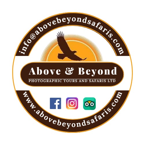 ABOVE & BEYOND PHOTOGRAPHIC TOURS AND SAFARIS